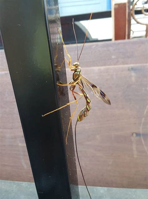 This Wasp Like Insect Mildlyinteresting