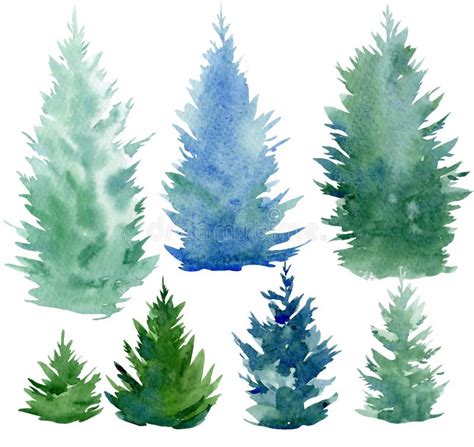 Set Of Spruce Trees On An Isolated White Background Watercolor