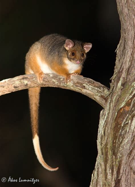 Ringtail Possum Australian Native Animals Australian Mammals Cute