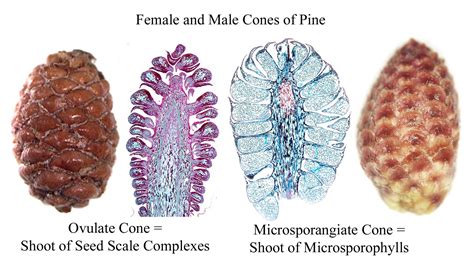 ‎composite Of Pine Cones 1 Whole 5 Month Female Cone 2