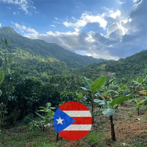 5 top rated puerto rican coffee beans brewing tips and facts