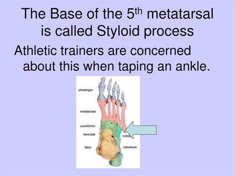 Ppt Bones Of The Foot And Ankle Powerpoint Presentation
