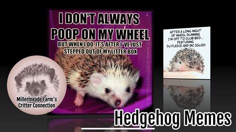 Funny Hedgehogs Memes Cute Hedgies Vol 2 Youtube