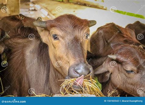 Beef Cattle Farm Stock Photo Image Of Agriculture Barn 150182542