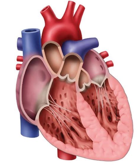 Cardiac Myocytes Archives Dr Wendis Health