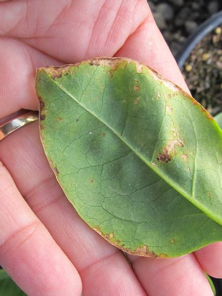 2019 Update Bacterial Leaf Spots And Blight Greenhouse Product News