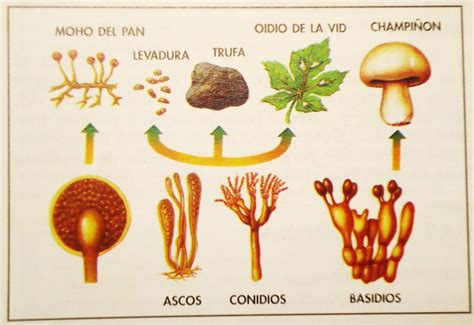 Reino Fungi ¿qué Es Y Qué Significa ¡aprender Ahora