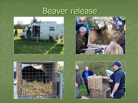 Ppt Beaver Reintroduction Powerpoint Presentation Free Download Id