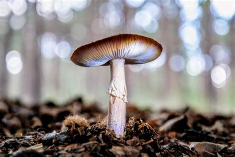 Psychedelic mushrooms and a cure for depression • Earth.com