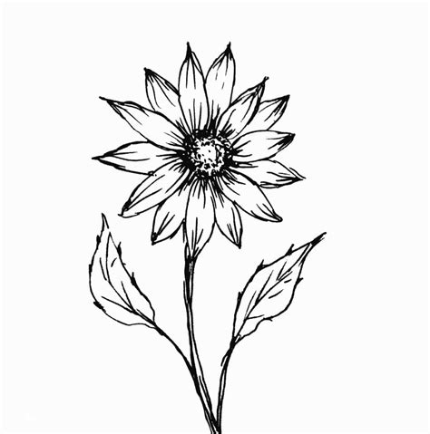 Lukisan Pensil Bunga Mudah Lukisan Flora Yang Mudah Sketsa Bunga