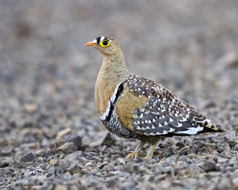 Double Banded Sandgrouse South African Birds Funny Birds Double Band