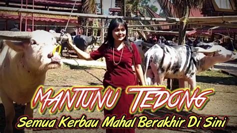 Mantunu Tedong Ritual Pemakaman Rambu Solo Suku Toraja YouTube