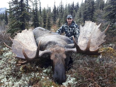 2019 Exceptional Trophy Alaska Yukon Moose And Caribou Hunt Arctic Red