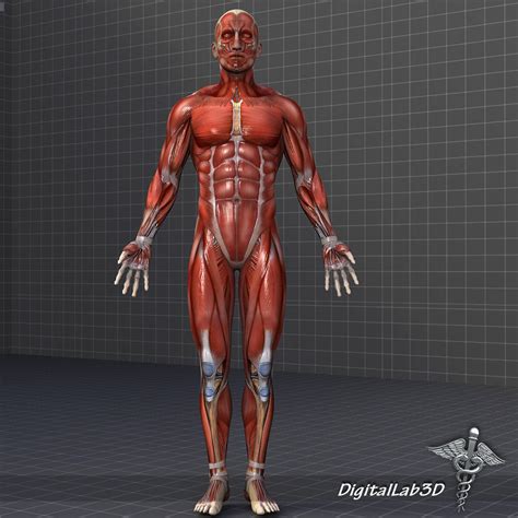 Find the perfect male torso anatomy stock photo. 3D model Human Male Muscular System | CGTrader