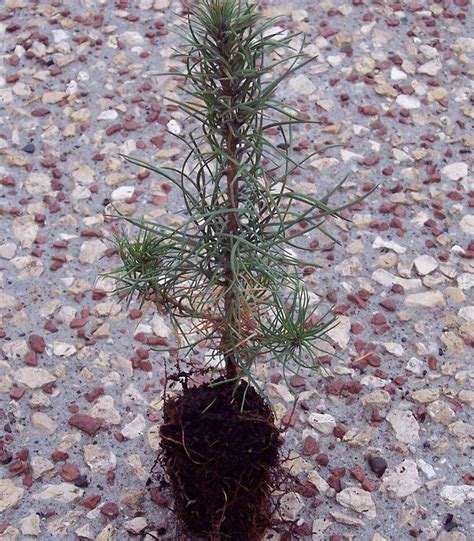 Pinus Laricio Corsicana Pin Laricio De Corse