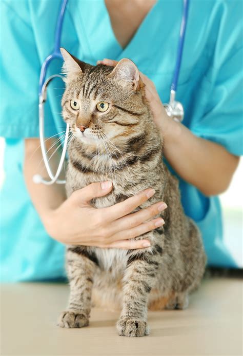Pet Ultrasound In Winter Garden, FL 34787 | Graceful Paws Pet Clinic