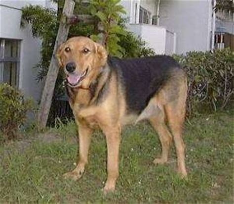 New Zealand Huntaway Dog Breed Information and Pictures
