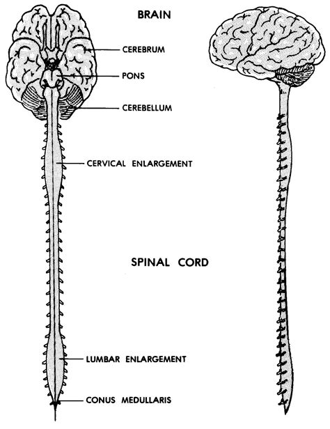 Structures Of The Central Nervous System Teachmeanatomy My Xxx Hot Girl