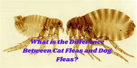 What Is The Difference Between Cat Fleas And Dog Fleas Animal Qna