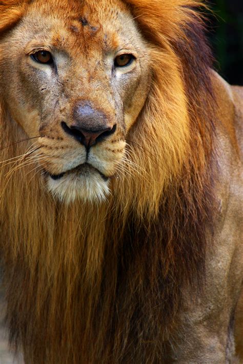 National general insurance company branches in raja singa mangalam : Raja singa | " Be my loyal subject " Lion ( Panthera leo ...