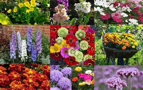 Top 10 Plante Anuale Cu Flori Care Se înmulţesc Singure Adela Pârvu