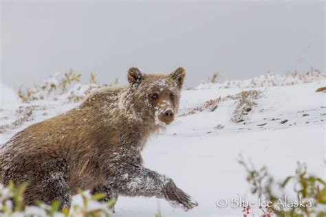 4 Stunning Pictures Of Alaska Will Make You Want To Move Here Now