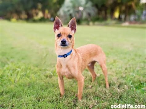 11 Facts About Deer Head Chihuahua Mix Dogs With Photos Oodle Life