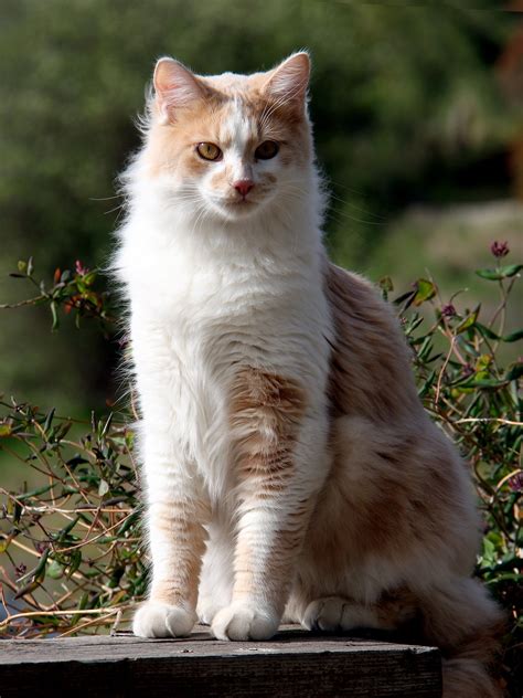 Cat Scanner Is Your Cat A Domestic Long Haired Cat