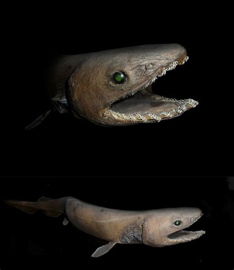 The Frilled Shark Has Been Around For Eighty Million Years A Rare