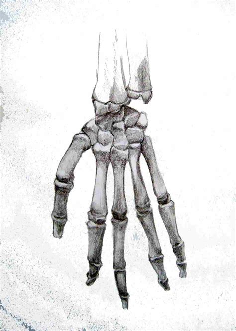 Realistic Skeleton Drawing At Explore Collection
