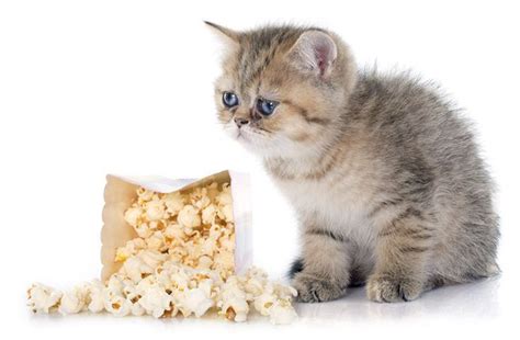And so an excess in carbohydrates in a cat's diet can lead to long term issues such as. Can Cats Eat Popcorn? | Cat sleeping, Cats, Cat reading