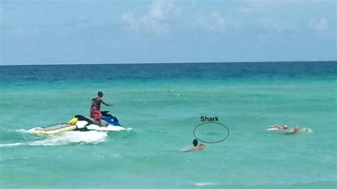 Shark Attack On Miami Dade Nude Beach May Have Been Provoked By