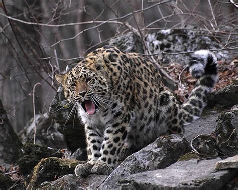 Spot The Rare Amur Leopard The Worlds Most Endangered Big Cat