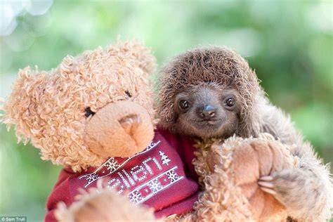 Baby Sloths In Costa Rica Sanctuary Where They Learn All About Life In