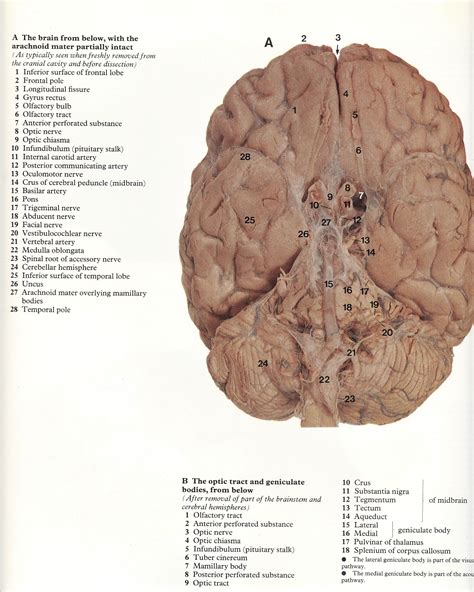 Part 1 Of 6 Headneck And Brain Atlas Of Human Anatomy Rmhmcminn