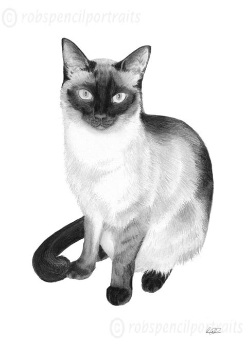 Siamese Cat A4 Pencil Drawing Print Rare Only 100 Made With Images