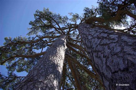 Pin Noir Dautriche Pinus Nigra Biodivmercantour Parc National