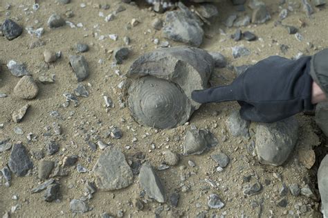 Million Year Old Dinosaur Fossils Found In Antarctica World Tech Today