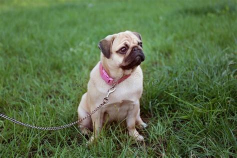 Cute Pug Dog In Park On Summer Day Stock Image Image Of Outdoors