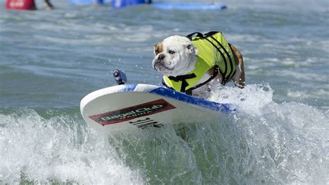 Here Are Adorable Photos Of Dogs Surfing Because Its Monday And Why