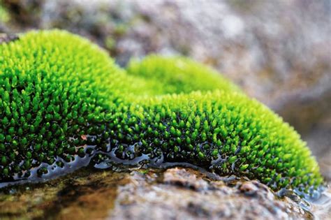 Green Moss In Water Stock Photo Image Of Green Detail 108048064