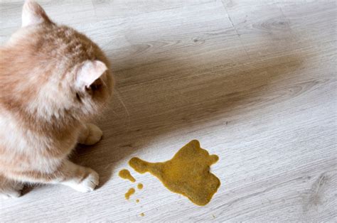 Cat Vomit Looks Like Poop Causes And Solutions