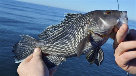 Recreational Black Sea Bass Season Reopens May 15 North Of Cape Hatteras With New Regulations