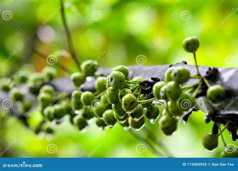 Tiny Green Fruits Grow On Tree Stock Image Image Of Climate