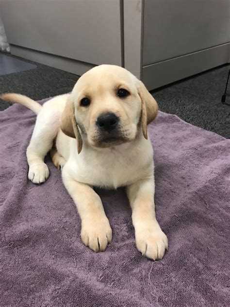 Pictures Of 8 Week Old Lab Puppies Puppy And Pets