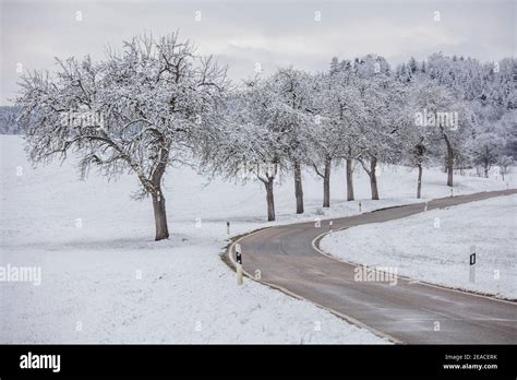 Snow On Trees Black Forest Winter Landscape Stock Photo Alamy