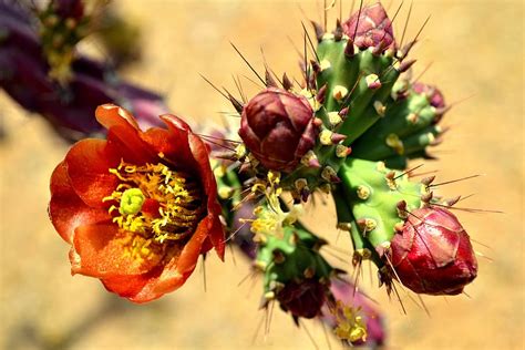 Cactus Desert Arizona Usa Plant Blossom Bloom Cactus Blossom Hd