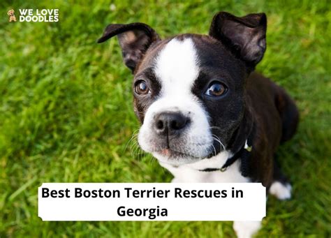 4 Best Boston Terrier Rescues In Georgia 2024 We Love Doodles