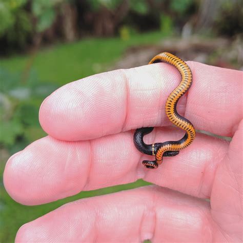 This Tiny Ringneck Snake Is Feeling Shy After Getting Rescued From The