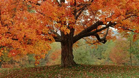 Hd Wallpaper Oak Nature Tree Maple Forest Landscape Leaf Park